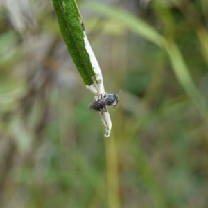 Lasioglossum (Chilalictus) sp. (genus & subgenus) at Bungonia, NSW - 15 Dec 2022 02:23 PM