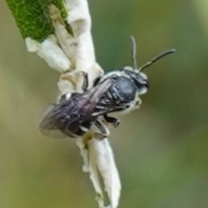 Lasioglossum (Chilalictus) sp. (genus & subgenus) at Bungonia, NSW - 15 Dec 2022 02:23 PM