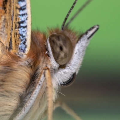 Vanessa kershawi (Australian Painted Lady) at QPRC LGA - 7 Feb 2023 by MarkT