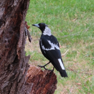 Gymnorhina tibicen at Kambah, ACT - 8 Feb 2023