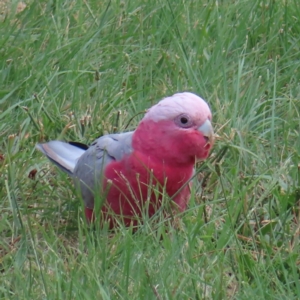 Eolophus roseicapilla at Kambah, ACT - 8 Feb 2023