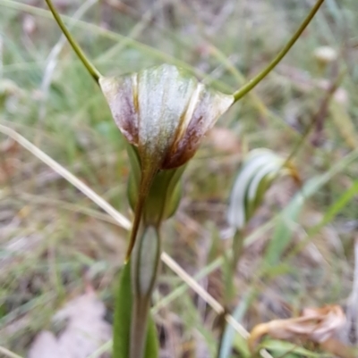 Diplodium decurvum (Summer greenhood) at Mongarlowe River - 8 Feb 2023 by LoisElsiePadgham