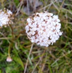 Trachymene humilis subsp. humilis at Tennent, ACT - 8 Feb 2023