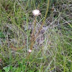 Trachymene humilis subsp. humilis at Tennent, ACT - 8 Feb 2023 10:47 AM