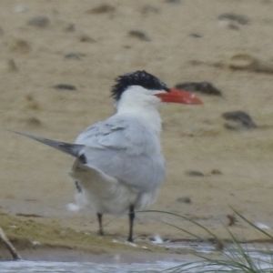 Hydroprogne caspia at Mallacoota, VIC - 6 Feb 2023