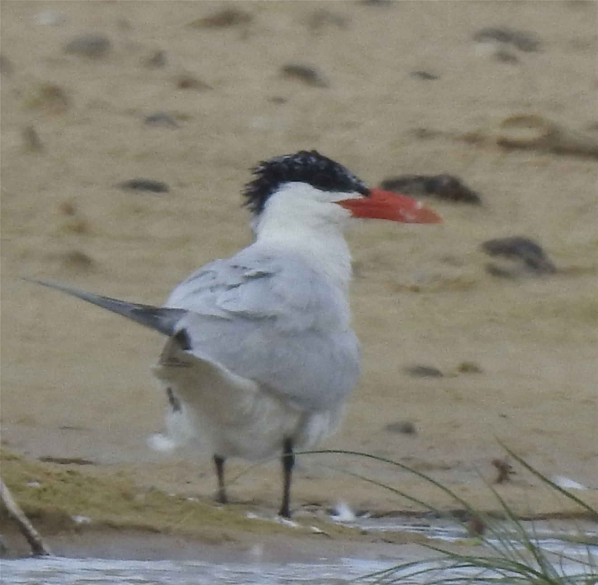 Hydroprogne caspia at Mallacoota, VIC - 6 Feb 2023 11:29 AM