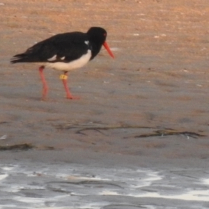 Haematopus longirostris at Mallacoota, VIC - suppressed