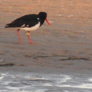 Haematopus longirostris (TBC) at suppressed by GlossyGal