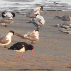 Haematopus longirostris at Mallacoota, VIC - suppressed