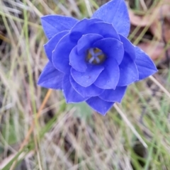 Wahlenbergia sp. (Bluebell) at Namadgi National Park - 7 Feb 2023 by LPadg