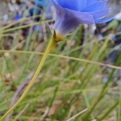 Wahlenbergia sp. at Undefined Area - 8 Feb 2023 10:58 AM