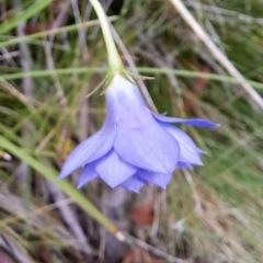 Wahlenbergia sp. at Undefined Area - 8 Feb 2023 10:58 AM