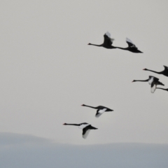 Cygnus atratus (Black Swan) at Mallacoota, VIC - 5 Feb 2023 by GlossyGal