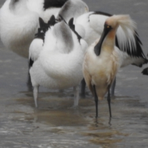 Platalea regia at Mallacoota, VIC - 3 Feb 2023 06:43 PM