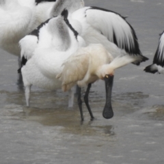 Platalea regia at Mallacoota, VIC - 3 Feb 2023 06:43 PM