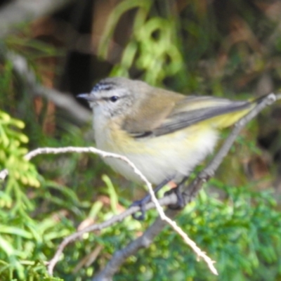 Acanthiza chrysorrhoa (Yellow-rumped Thornbill) at Bombala, NSW - 6 Feb 2023 by GlossyGal