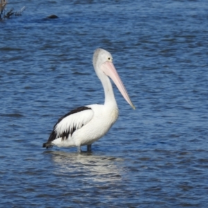 Pelecanus conspicillatus at Mallacoota, VIC - 6 Feb 2023