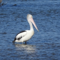 Pelecanus conspicillatus (Australian Pelican) at Mallacoota, VIC - 6 Feb 2023 by GlossyGal