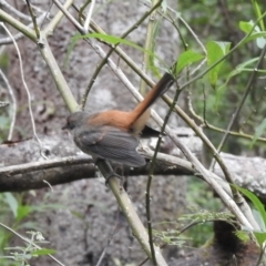 Rhipidura rufifrons (Rufous Fantail) at Genoa, VIC - 7 Feb 2023 by GlossyGal