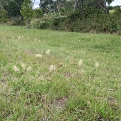 Cenchrus longisetus (Feathertop Grass) at Goulburn, NSW - 8 Feb 2023 by MattM