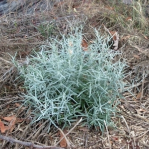 Senecio quadridentatus at Molonglo Valley, ACT - 7 Feb 2023