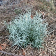 Senecio quadridentatus (Cotton Fireweed) at Molonglo Valley, ACT - 7 Feb 2023 by sangio7