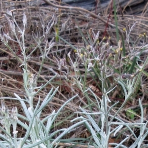 Senecio quadridentatus at Molonglo Valley, ACT - 7 Feb 2023