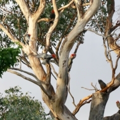 Callocephalon fimbriatum (Gang-gang Cockatoo) at Aranda, ACT - 6 Feb 2023 by KMcCue