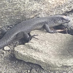 Egernia saxatilis at Wog Wog, NSW - 29 Dec 2022