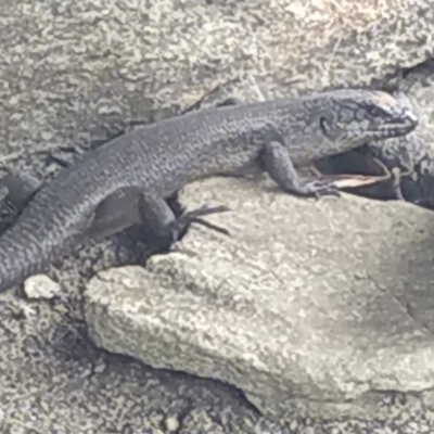 Egernia saxatilis (Black Rock Skink) at QPRC LGA - 29 Dec 2022 by Cpiiroinen