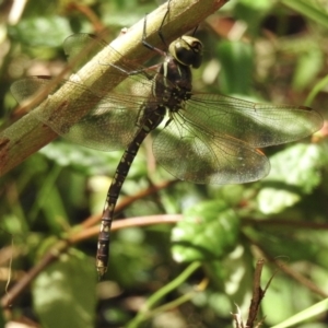 Adversaeschna brevistyla at Mallacoota, VIC - 5 Feb 2023