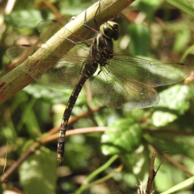 Adversaeschna brevistyla (Blue-spotted Hawker) at Mallacoota, VIC - 5 Feb 2023 by GlossyGal