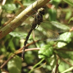 Adversaeschna brevistyla (Blue-spotted Hawker) at Mallacoota, VIC - 5 Feb 2023 by GlossyGal