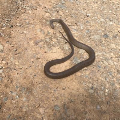 Pseudonaja textilis (Eastern Brown Snake) at Cotter River, ACT - 8 Feb 2023 by BrianHerps