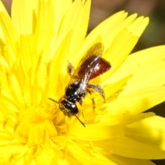 Exoneura sp. (genus) (A reed bee) at Bungonia National Park - 15 Dec 2022 by RobG1