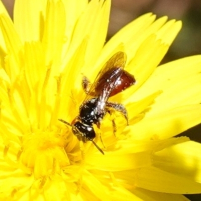 Exoneura sp. (genus) (A reed bee) at Bungonia National Park - 15 Dec 2022 by RobG1