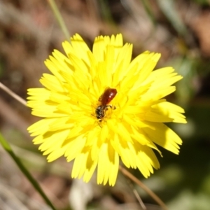 Exoneura sp. (genus) at Bungonia, NSW - 15 Dec 2022