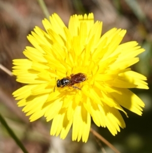 Exoneura sp. (genus) at Bungonia, NSW - 15 Dec 2022