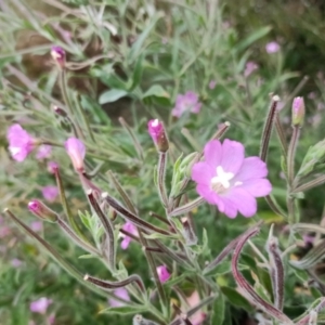 Epilobium hirsutum at Harrison, ACT - 8 Feb 2023