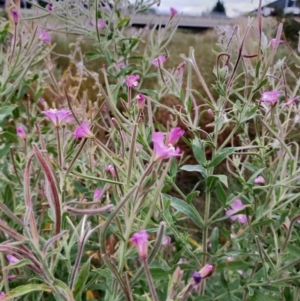 Epilobium hirsutum at Harrison, ACT - 8 Feb 2023