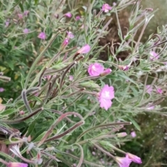 Epilobium hirsutum at Harrison, ACT - 8 Feb 2023