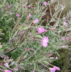 Epilobium hirsutum at Harrison, ACT - 8 Feb 2023