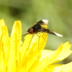 Geron nigralis (Slender bee fly) at Bungonia National Park - 15 Dec 2022 by RobG1