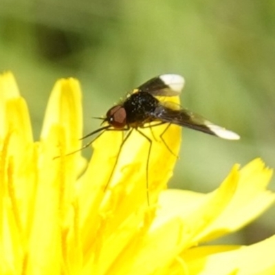 Geron nigralis (Slender bee fly) at Bungonia, NSW - 15 Dec 2022 by RobG1