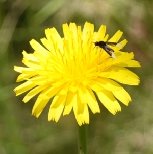 Geron nigralis at Bungonia, NSW - 15 Dec 2022