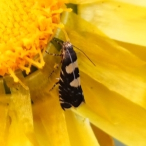 Glyphipterix chrysoplanetis at Bungonia, NSW - 15 Dec 2022