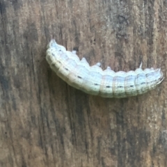 Noctuidae unclassified IMMATURE moth at Holt, ACT - 8 Feb 2023