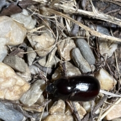 Heteronychus arator (African black beetle) at Holt, ACT - 6 Feb 2023 by JimL