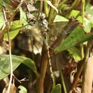 Hemicordulia australiae at Mallacoota, VIC - 5 Feb 2023 12:18 PM