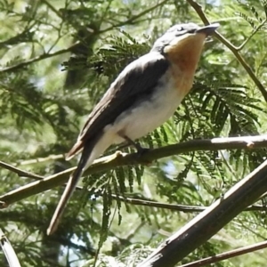 Myiagra rubecula at Mallacoota, VIC - 5 Feb 2023